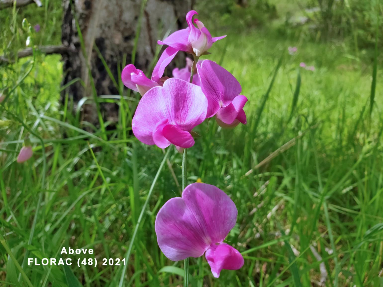 Everlasting-pea, Broad-leaved